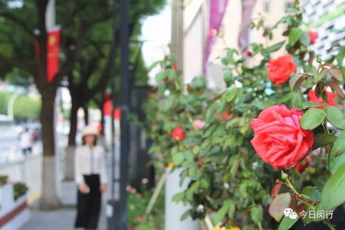 惯与2019年热门花卉种植品种推荐的精彩图文、热门评论