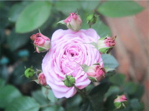 月季摘花苞，促进爆盆的小窍门大揭秘！