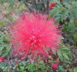 探寻未知的花朵之谜