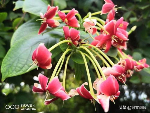 迎春花：春天的使者