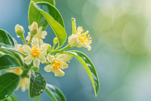 桂花树长啥样？高清桂花树图片