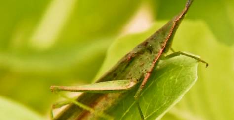 诱虫灯，赶走飞蛾