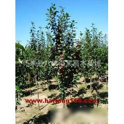 绿化苗木基地的美丽风景