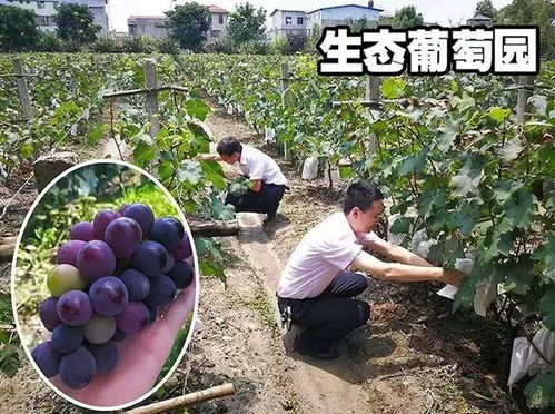 葡萄园的“不速之客”：锈病的原因