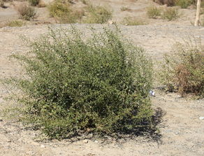 肉苁蓉：戈壁中的共生奇迹