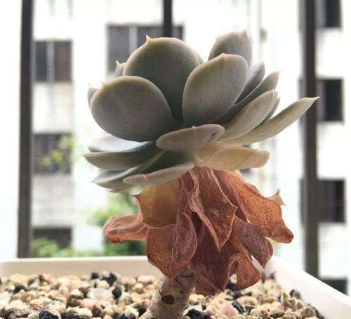 先说说你得知道这黄叶子是咋来的