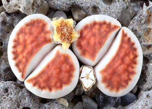 生石花开花背后的寓意是什么它有哪些象征意义