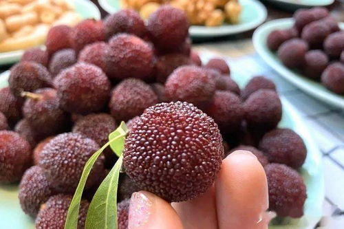 杨梅种子出芽前的秘密