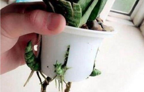 虎皮兰新芽鲜嫩，这株绿植