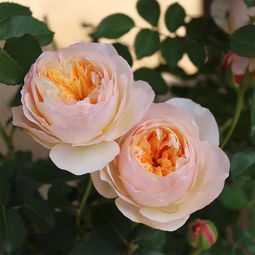 抗病性好，养起来不费劲