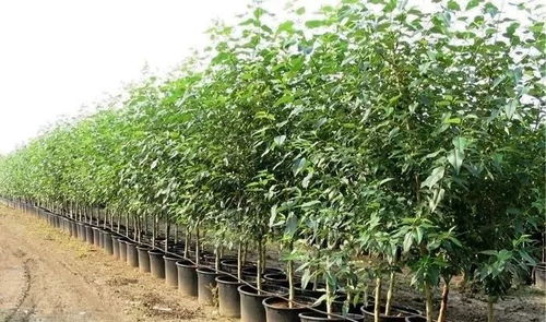 再说了营销也要跟上