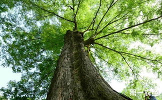 春季栽植， 榉树扎根新环境