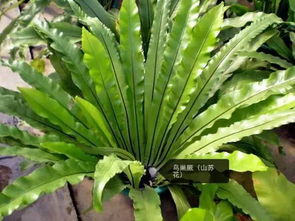 绿线叶别名揭秘，爆款花卉图鉴！