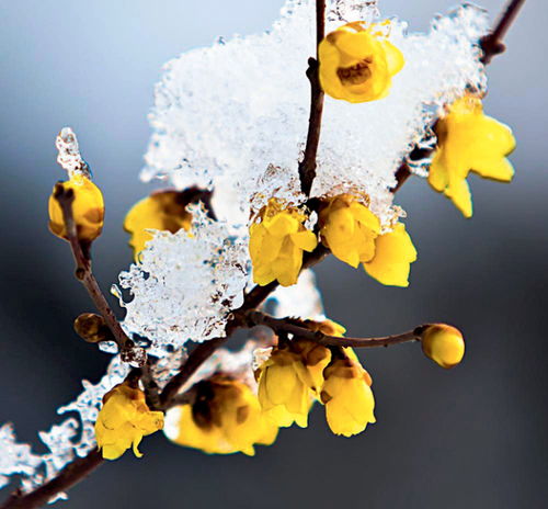 “冬日花卉，温暖过冬秘籍！”