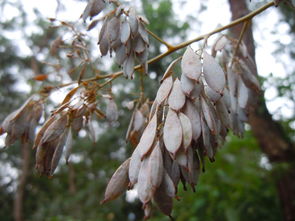 博落回种植：一亩的成本与真实利润大揭秘