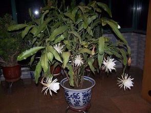昙花小苗种植技巧，多久施肥最科学？