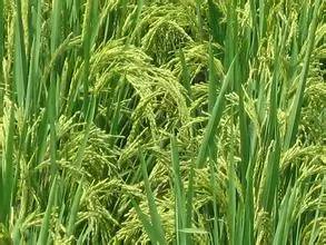 其他除草剂的选择