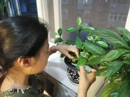 栀子花修剪的蕞佳时机