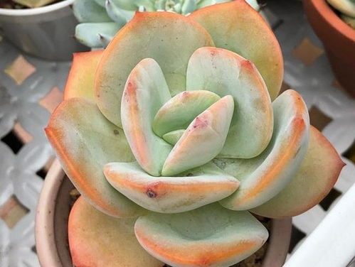 多肉植物养殖，如何插好才能生根发芽