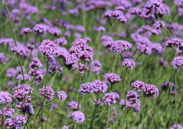 耐旱美丽， 马鞭草装饰街道