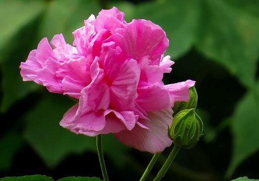 木芙蓉：变色龙般的魅力