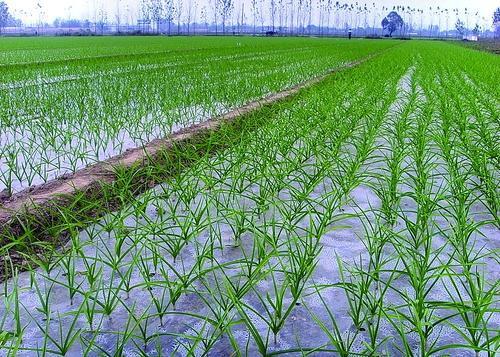 春季种植大蒜的最佳时间是什么月份