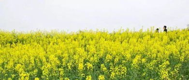 最佳油菜花观赏地是哪里？老司机带你一探究竟