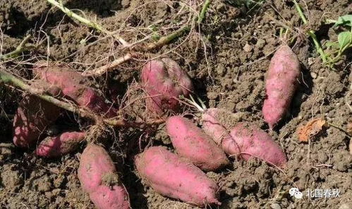 把发芽红薯切块埋土里根本不用买种子！我现在阳台上就摆着两箱，炒菜时随手一掐，比点外卖省一半钱。