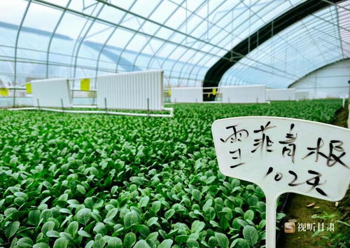 物流环节， 农民的智慧