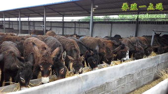 养殖效益提升关键：精管种公猪