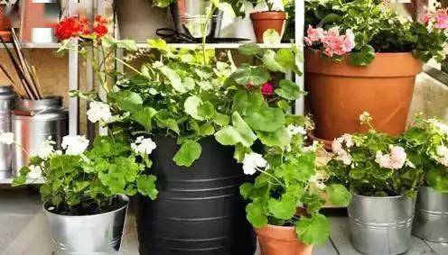 长寿花叶绿花多秘籍，打造爆款种植新宠