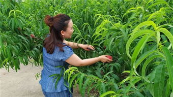 油桃成熟在几月？想尝鲜吗