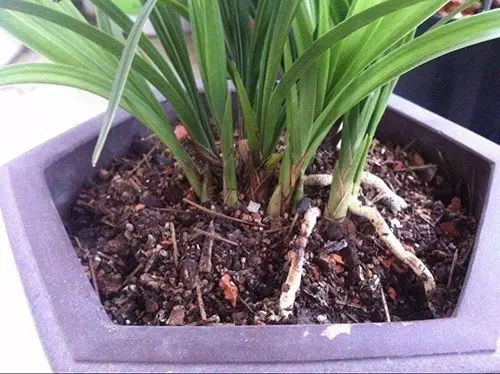 物理防治， 绿色环保