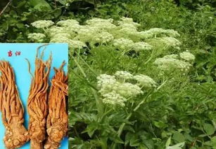 蔬菜集约化育苗：河南的种植现状