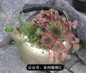 醒花水养，堪具体情况