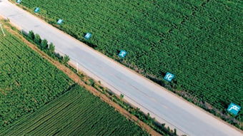 艾草市场的年轻化趋势