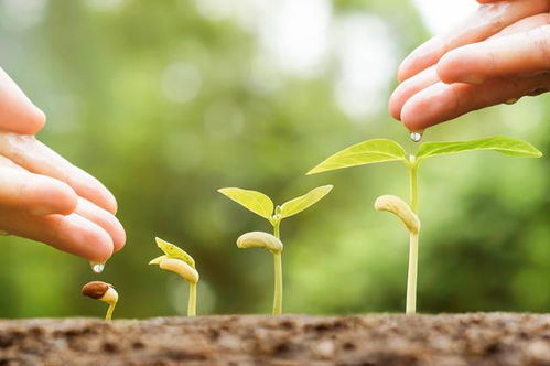 花苗培育与幼儿绿色风沙