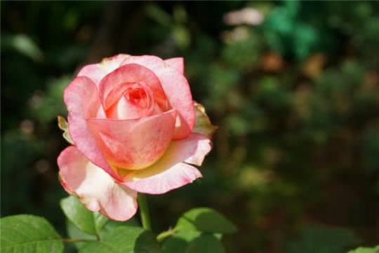 月季花：花期的长与芬芳的秘密