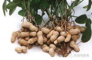 红薯能打花生控旺吗？