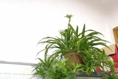 柳树枝泡水浇兰花