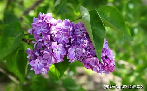 丁香花有毒吗？揭秘其安全性