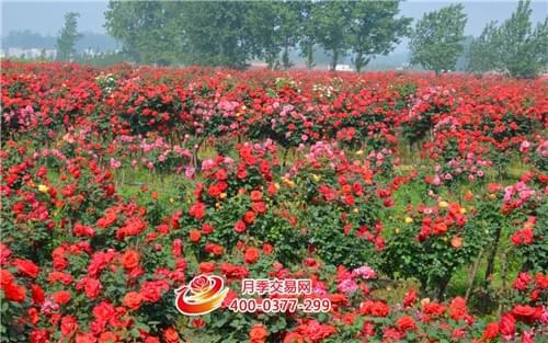 增强苗木管理质量：让苗木茁壮成长