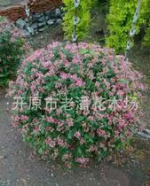 苗木品种：了解具体场景适合种植什么树