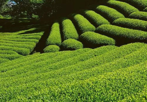 Zui新行业动态显示， 2025年该药剂将升级缓释剂型