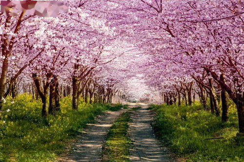 平坝樱花开了吗？2024年最新花期情报