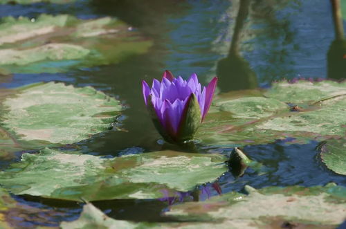 公园里的睡莲盛宴