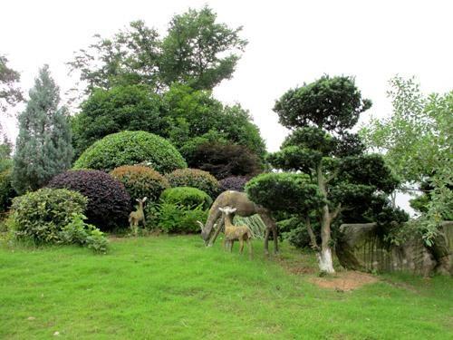 4. 绿化植物：美化环境的主力军