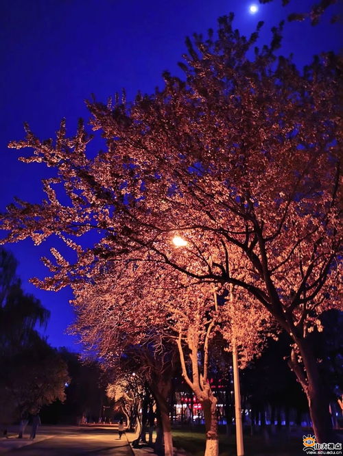 东风夜放花千树，元宵佳节藏何谜