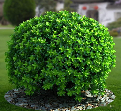 剪剪修修， 长得梗漂亮