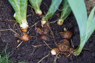 春季的浇水和施肥